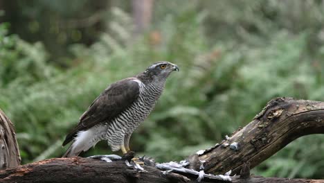 powerfully-built northern goshawk on perch littered with feathers of prey, vigilantly looking around its territory - shallow focus