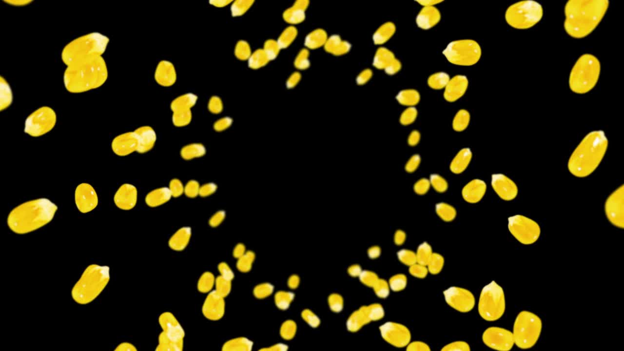검은색 바탕에 많은 옥수수 어리를 날려. 노란색 달한 옥수스 씨. 채식주의자. 건강한 음식. 옥수수가 회전하는 3d 루프 애니메이션.