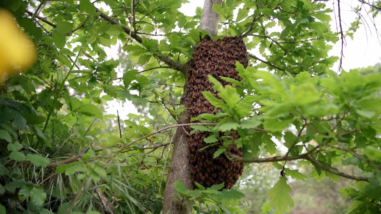 disparo ancho y de bajo ángulo de un enjambre de abejas silvestres aferradas a un árbol, unas pocas abejas tratando de abrirse camino a la colonia en primavera