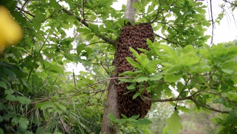 wide, low-angle shot of a swarm of wild bees clinging to a tree, a few bees trying to make their way into the colony in spring