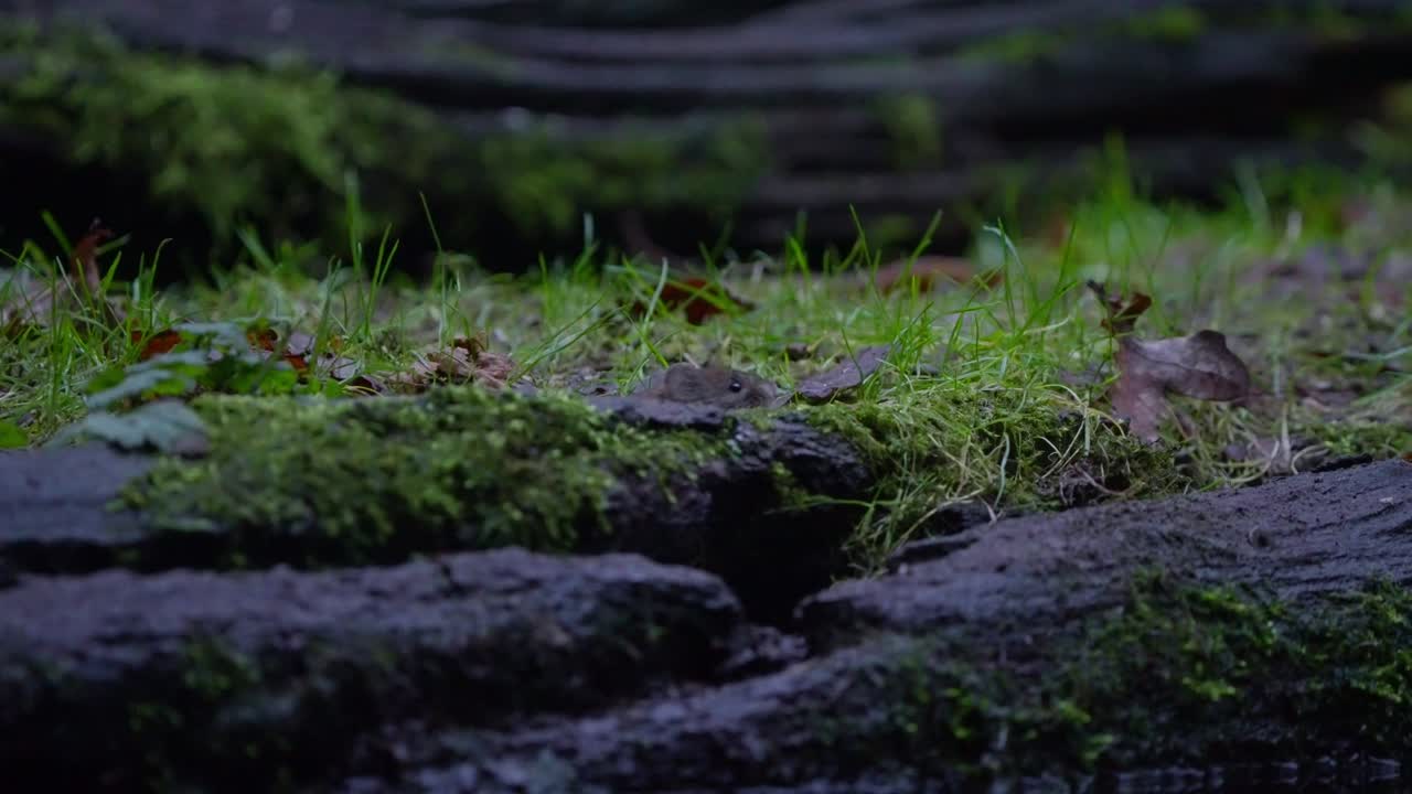 Bank vole sniffs and twitches in slow motion as it explores mossy surface near forest log