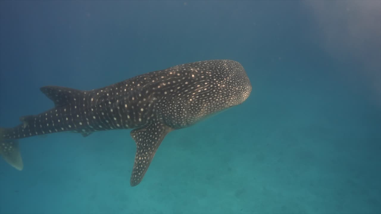 Walhai schwimmt unter Wasser im klaren blauen Ozean der Malediven