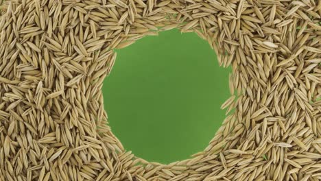 rotation of oats grains scattered in a circle with space in the center. top view.