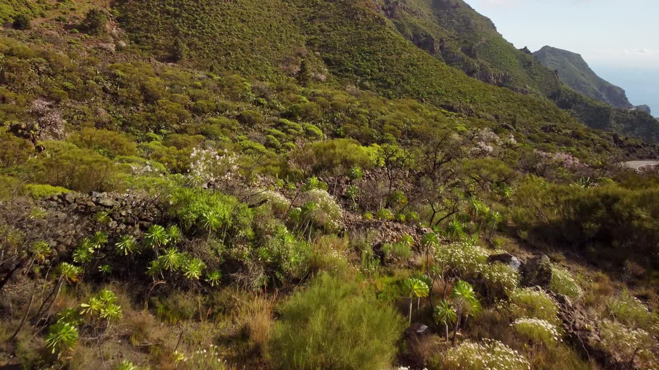 muchas plantas exóticas en el paisaje de la isla de tenerife, vista aérea