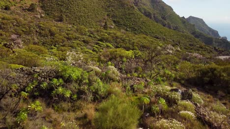 Viele-Exotische-Pflanzen-Auf-Der-Landschaft-Der-Insel-Teneriffa,-Luftaufnahme