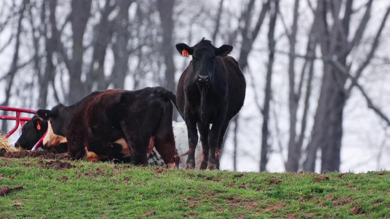 vaca toro angus negro de pie en la cima de la colina mirando directamente a la cámara con la vaca caminando detrás de él y alimentando en el alimentador