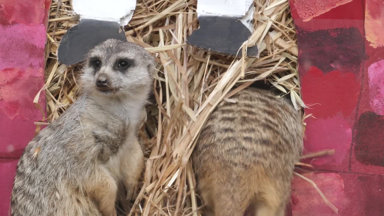un grupo de suricatas juegan en un fardo de heno
