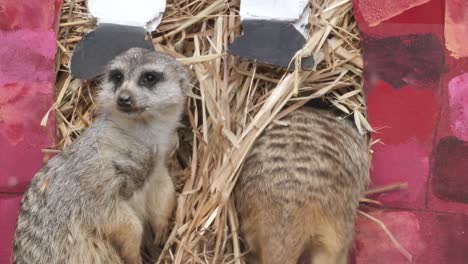 a group of meerkats play in a bale of hay