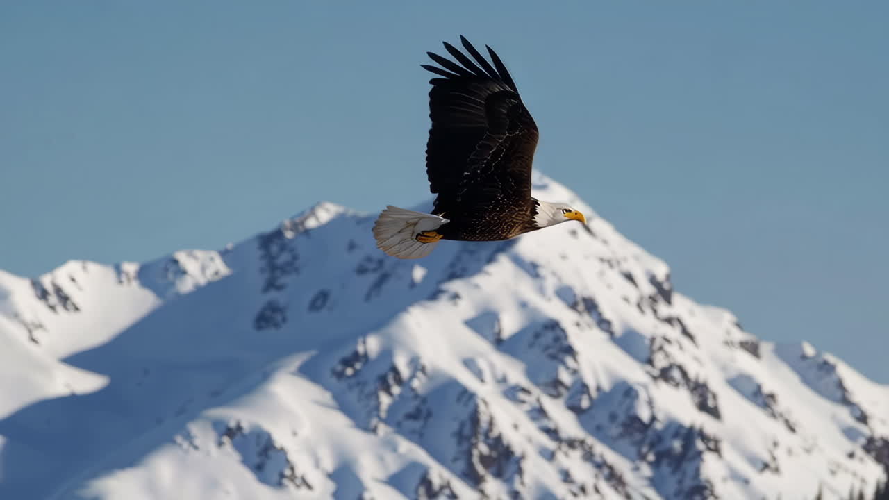 Bald Eagle in Flight Over Snowy Mountain Landscape