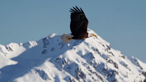bald eagle in flight over snowy mountain landscape