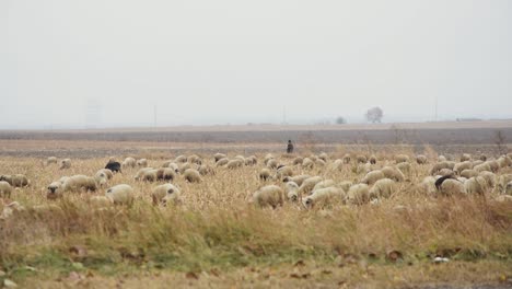 shepherd stands in a barren field with many sheep in the field grazing and looking for food under an overcast sky