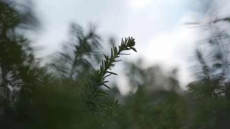 Close-up-static-shot-of-branches-of-a-fir-tree-as-they-blow-in-the-wind-providing-a-cool-and-autumnal-atmosphere-in-a-cool-and-dreary-weather