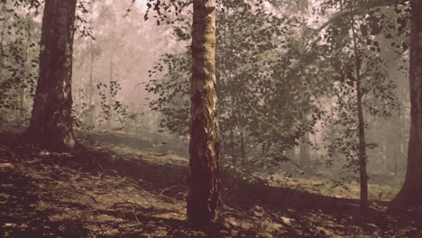 camino de bosque con niebla