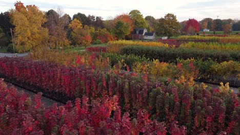 aerial-overhead-shot-passing-through-a-countryside-field-in-fall-season-blooming-colors