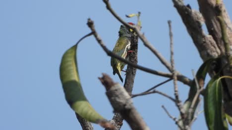 barbudo calderero en árbol esperando. alimento
