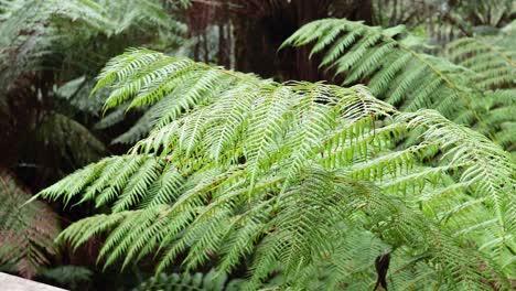 green ferns in a dense rainforest setting