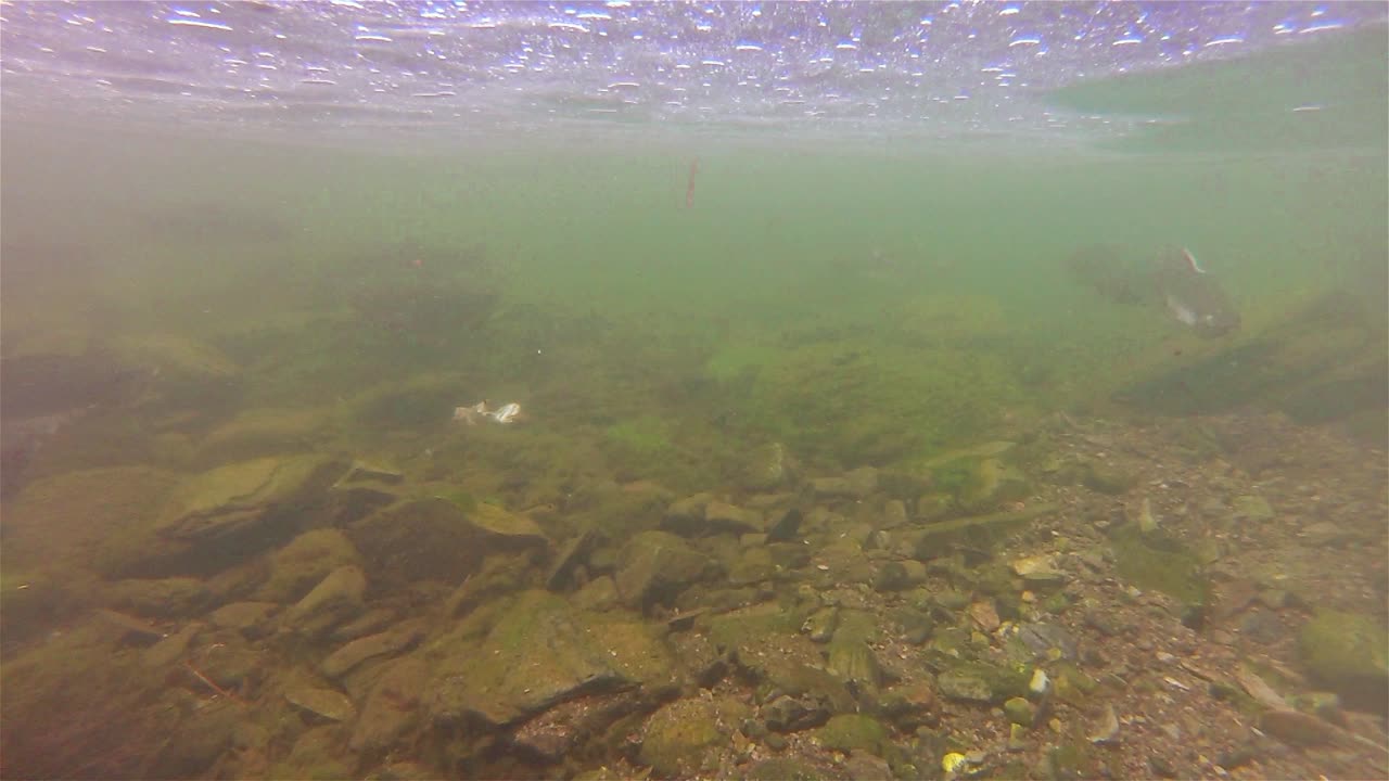 알래스카 1의 바라노프 섬에 있는 에바 호수에서 수영하는 연어와 튀김의 수중 학교