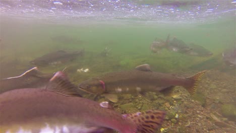 Unterwasserschule-Von-Lachsen-Und-Jungfischen,-Die-Am-Evasee-Auf-Der-Insel-Baranof-In-Alaska-Schwimmen-1