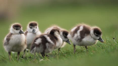 cute gaggle of goslings grazing together in a group