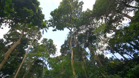 rotating shot of a jungle canopy