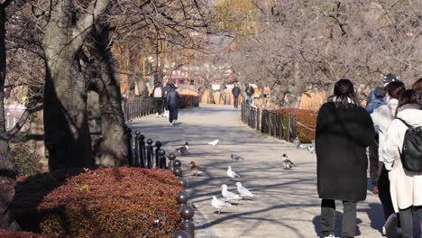 dos personas caminando entre palomas en un parque