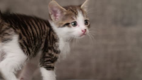 cute little kitten sitting on a couch