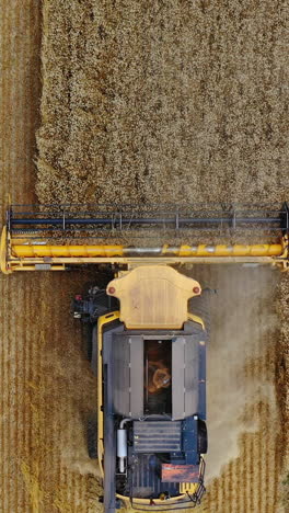 combine harvesting golden wheat. top view of combine harvester working on the large wheat field vertical video