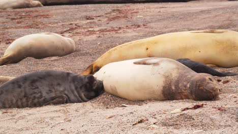 Un-Cachorro-De-Elefante-Marino-Intenta-Succionar-La-Leche-De-Su-Madre-Mientras-Se-Encuentra-En-La-Playa-De-Arena.