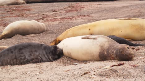 un cachorro de foca de elefante trata de succionar leche de su madre mientras se acuesta en la playa de arena