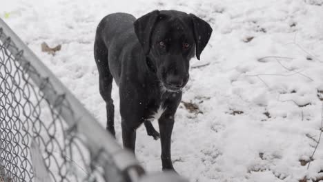 snowing on first day of spring with black lab dane labradane dog on other side of chain link fence looking back then to camera and back again - in cinema 4k half speed at 30fps