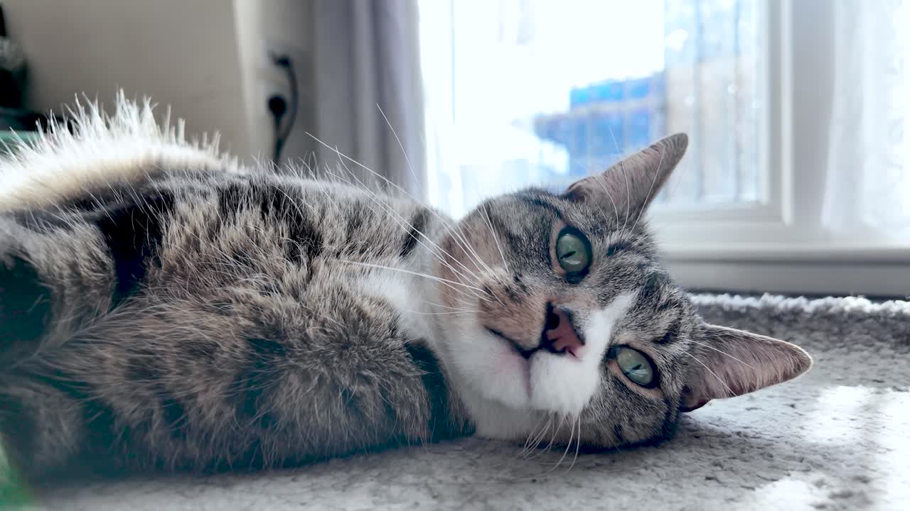 Gatto soriano che riposa su un tappeto grigio, crogiolandosi alla calda luce del sole proveniente da una finestra.