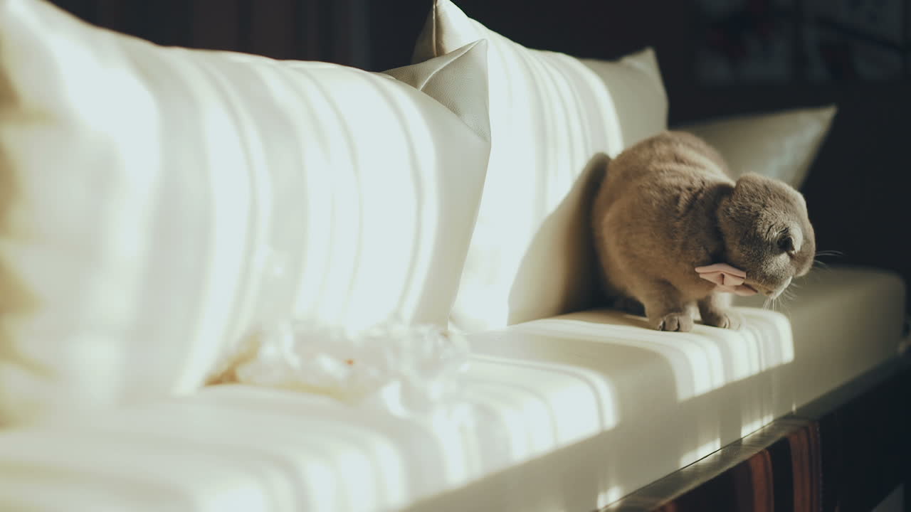 Cute British cat with orange eyes playing on the couch. Concept of pets.