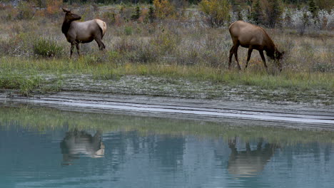 Curious-female-elk-standing-by-river,-eating-grass-and-looking-at-surroundings