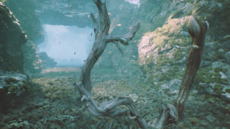 underwater view of a serene scene with driftwood and aquatic plants