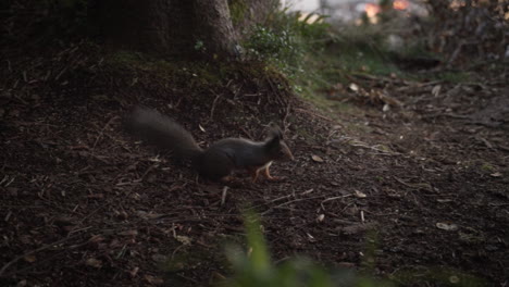 primer plano en cámara lenta de una ardilla joven corriendo por el suelo corriendo por un árbol