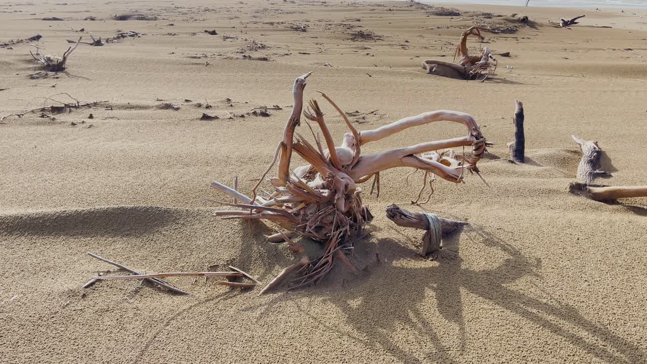 발로치스탄 의 황량 한 해변 에 있는 식물 의 말린 뿌리