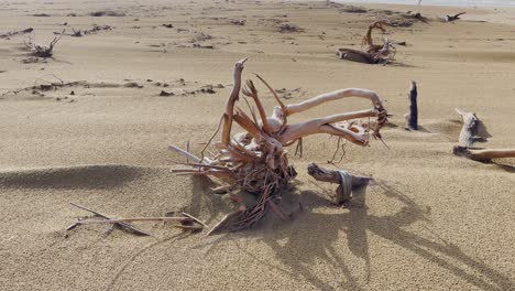 una raíz seca de una planta en una playa estéril en baluchistán