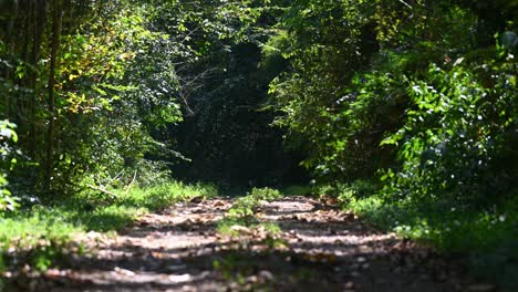 Road-Through-the-Jungle,-Time-Lapse,-Kaeng-Krachan-National-Park,-Thailand