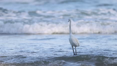 egret calmly navigating the incoming surf
