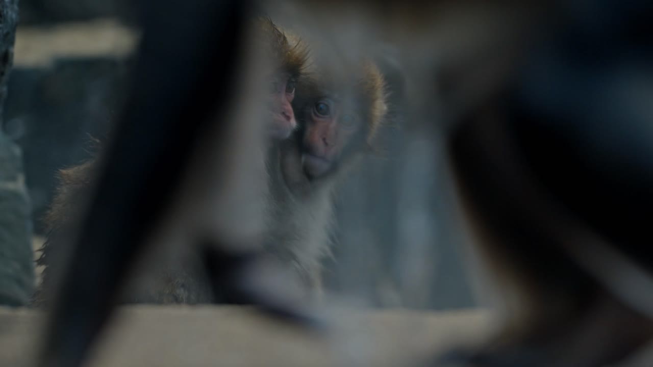 una conmovedora escena de dos monos bebés de nieve disfrutando del calor de jigokudani onsen en yamanouchi, japón.