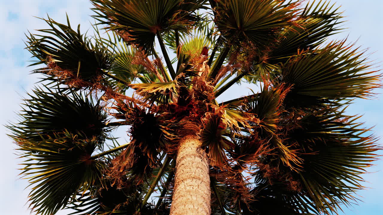 Low angle view of a palm tree with the sky on the background at sunset