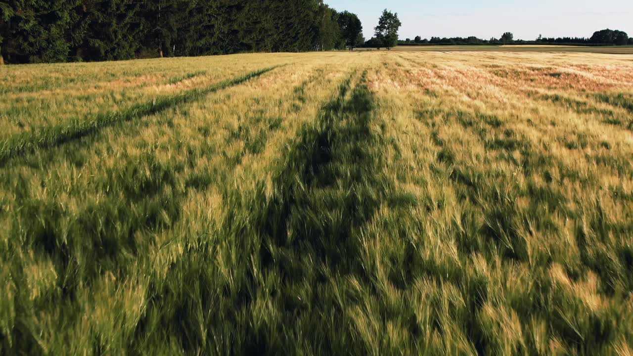 долли вперед дрон воздушный снимок, красивое кукурузное поле летом, лесистая местность с левой стороны, пышная зеленая, спокойная пейзаж