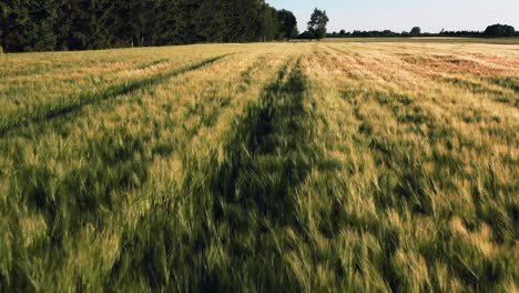 Dolly-forward-drone-aerial-shot,-beautiful-cornfield-in-summer,-wooded-area-on-left-side,-lush-green,-serene-landscape