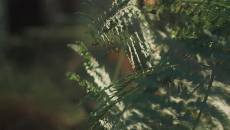 Magical-fern-in-the-early-morning-sunlight