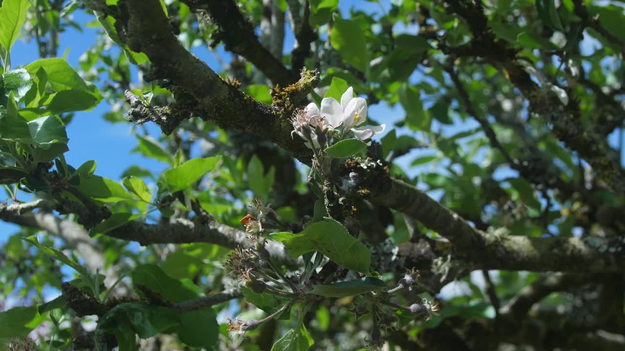 Delicate Apple Blossom Blooming on a Fruit Tree in Spring Sunlight