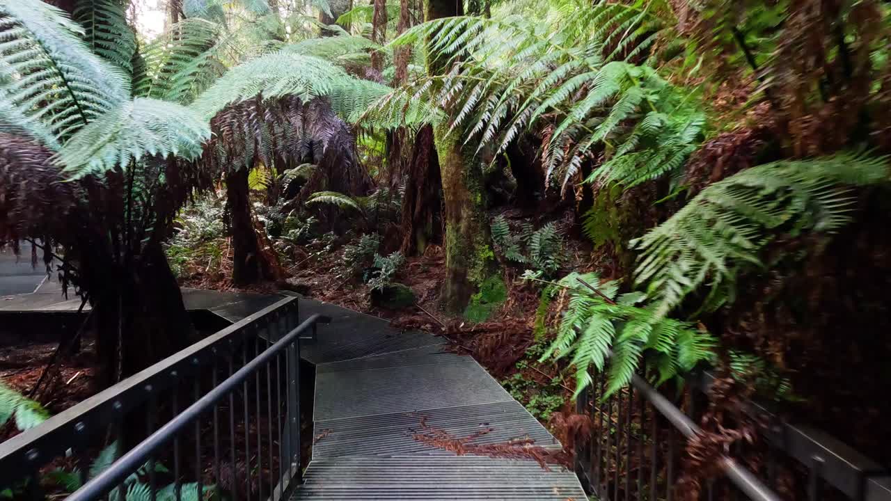 caminando por un sendero de bosque tropical exuberante