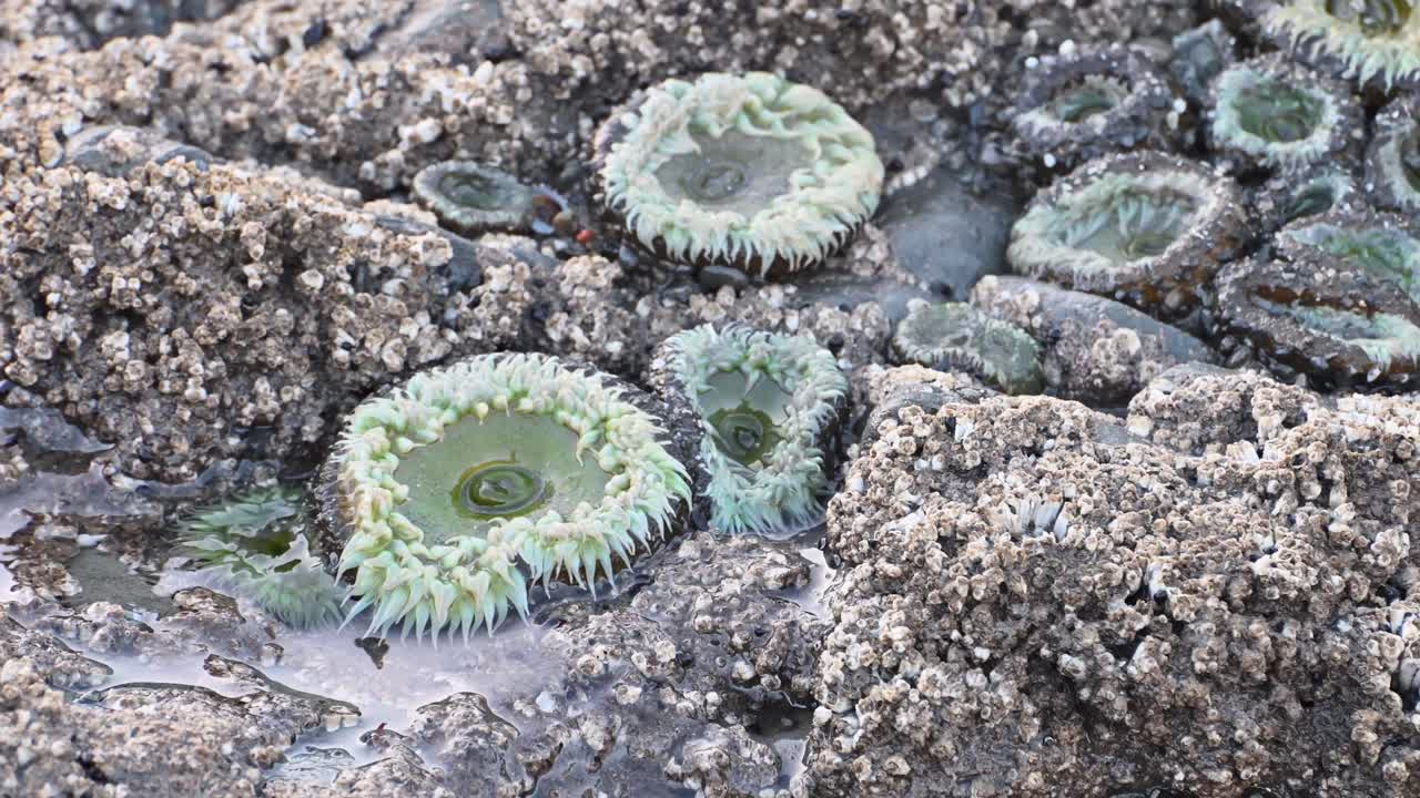 Close-up view of sea anemones nestled in a tide pool along a rocky shoreline