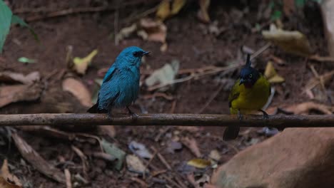 Verditer-Flycatcher-Eumyias-thalassinus-perching-then-the-Black-crested-Bulbul-Pycnonotus-flaviventris-johnsoni-arrives-to-join-the-bath,-Thailand