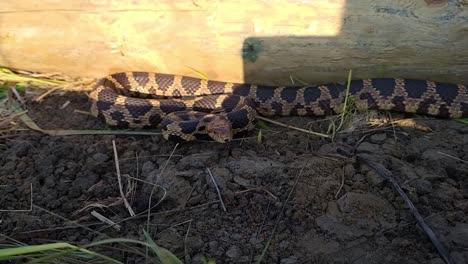 Eastern-Fox-Snake-Moving-Towards-Camera-Showing-Its-Tongue-In-Monroe-County,-Michigan