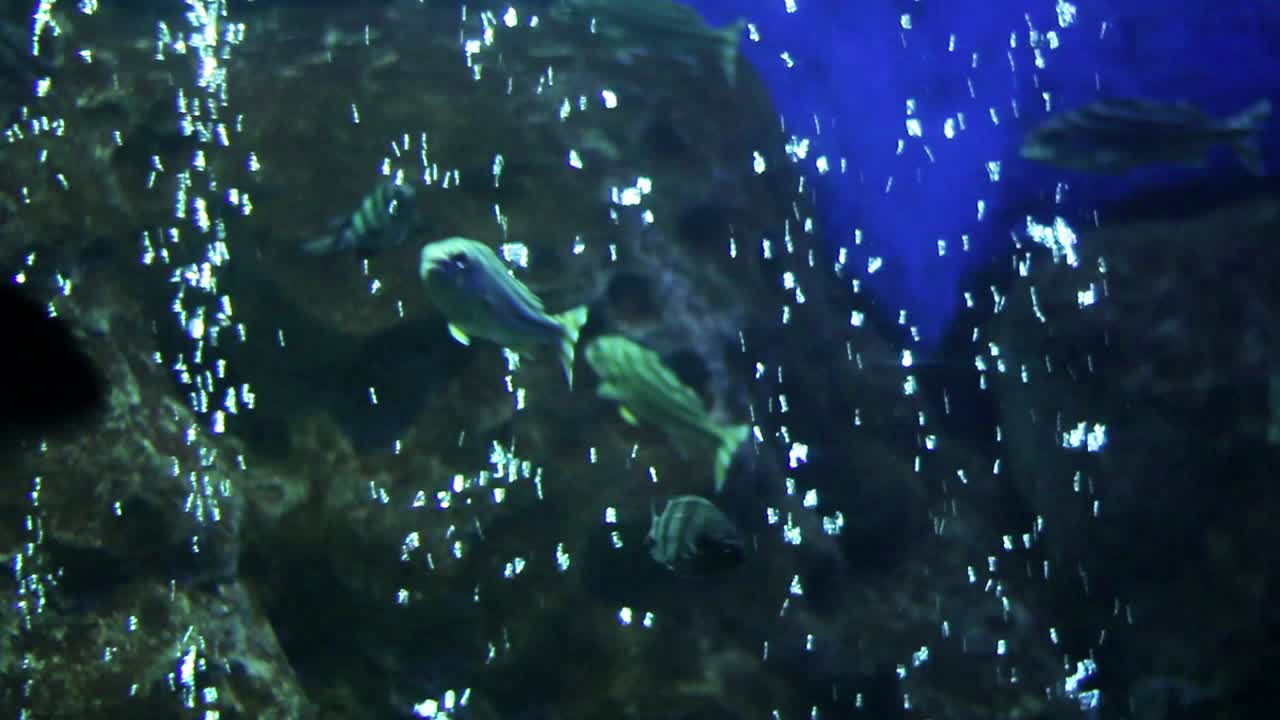Underwater Aquarium with Fish and Bubbles